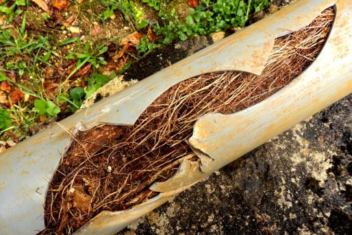 Tree roots invading sewer line Pueblo West CO