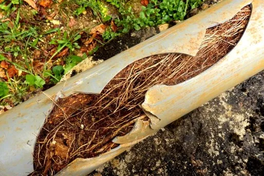 Tree roots invading sewer line Pueblo West CO