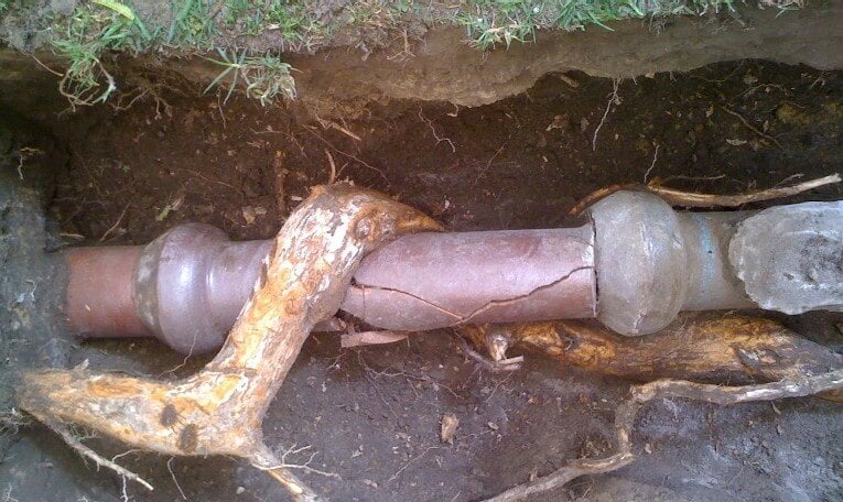 Tree root intrusion damaging sewer line in Pueblo CO